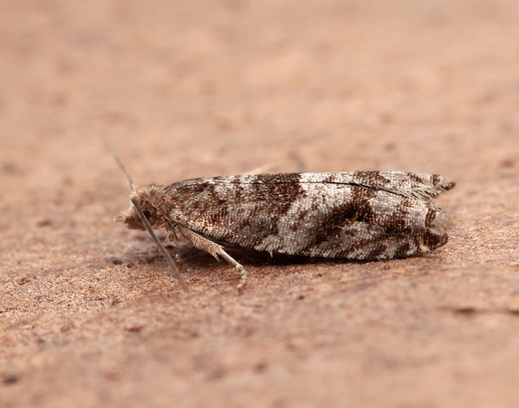 49.223 BF1159 Holly Tortrix Rhopobota naevana