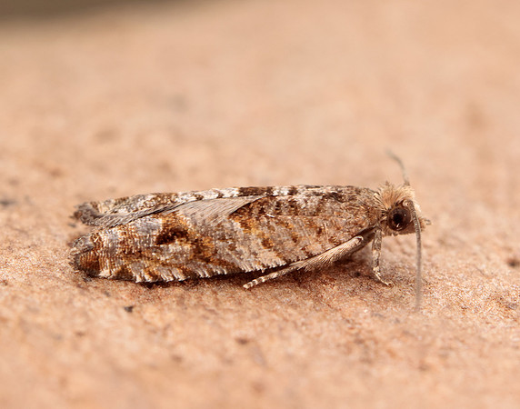 49.223 BF1159 Holly Tortrix Rhopobota naevana