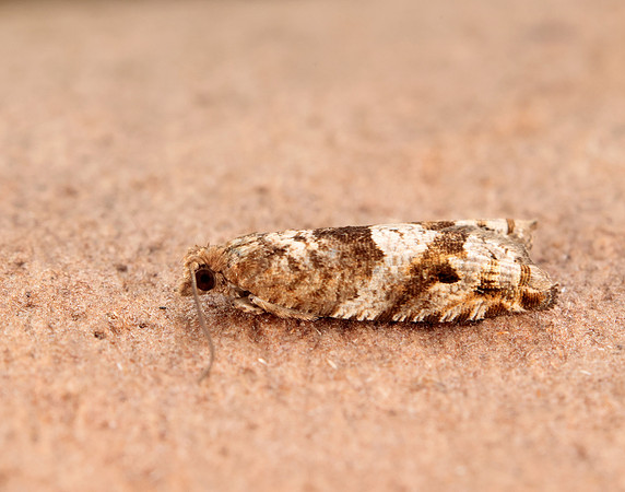 49.223 BF1159 Holly Tortrix Rhopobota naevana