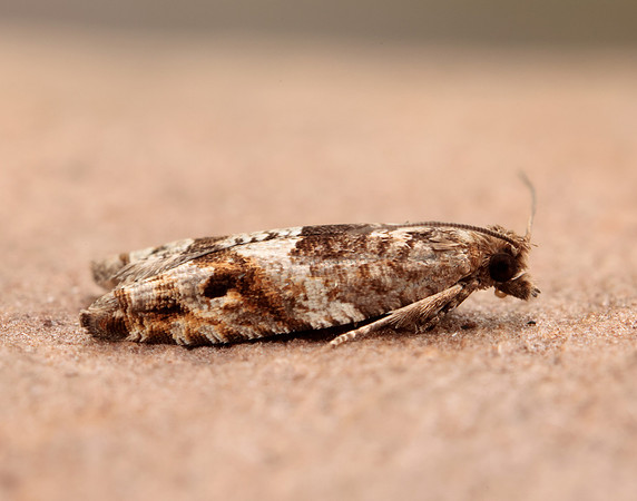 49.223 BF1159 Holly Tortrix Rhopobota naevana