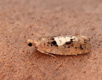 49.231 BF1155 Epinotia brunnichana