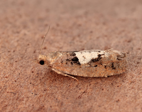 49.231 BF1155 Epinotia brunnichana