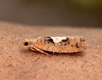 49.231 BF1155 Epinotia brunnichana
