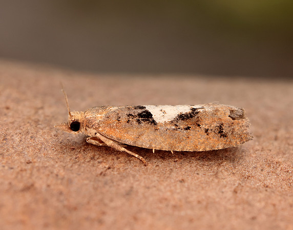 49.231 BF1155 Epinotia brunnichana