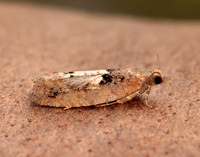 49.231 BF1155 Epinotia brunnichana