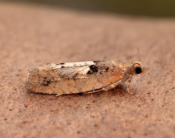 49.231 BF1155 Epinotia brunnichana