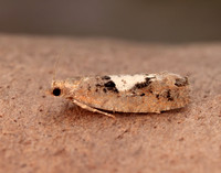 49.231 BF1155 Epinotia brunnichana