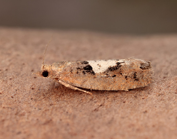 49.231 BF1155 Epinotia brunnichana