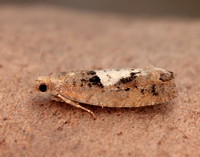 49.231 BF1155 Epinotia brunnichana