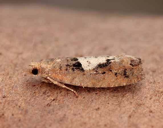49.231 BF1155 Epinotia brunnichana