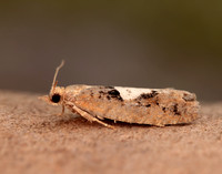 49.231 BF1155 Epinotia brunnichana