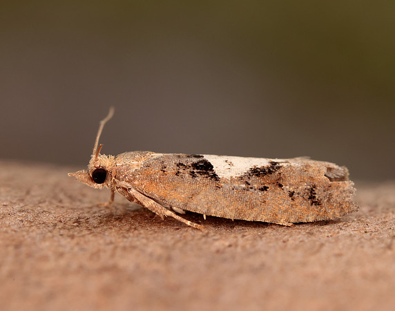 49.231 BF1155 Epinotia brunnichana