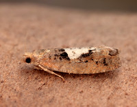 49.231 BF1155 Epinotia brunnichana