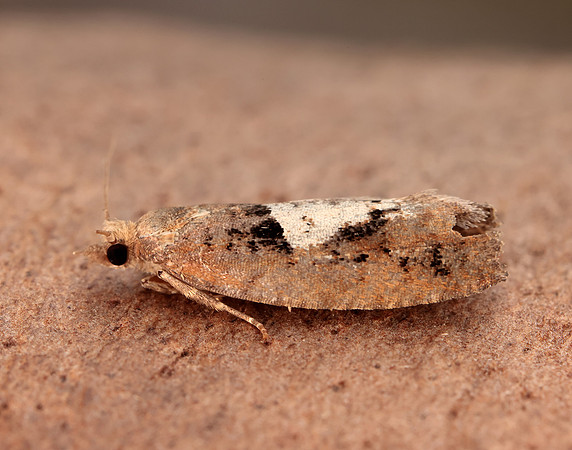49.231 BF1155 Epinotia brunnichana