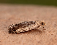 49.249 BF1134 Epinotia ramella