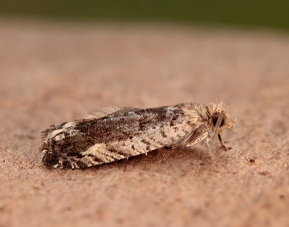 49.249 BF1134 Epinotia ramella