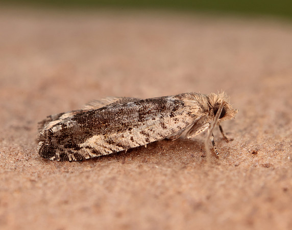 49.249 BF1134 Epinotia ramella