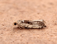 49.249 BF1134 Epinotia ramella