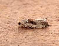 49.249 BF1134 Epinotia ramella