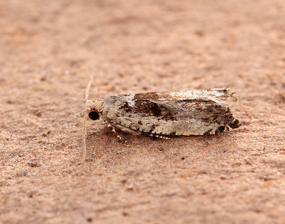 49.249 BF1134 Epinotia ramella