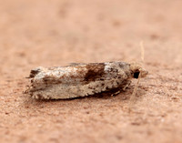 49.249 BF1134 Epinotia ramella