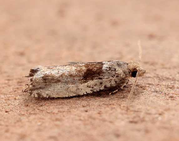 49.249 BF1134 Epinotia ramella