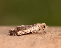 49.249 BF1134 Epinotia ramella