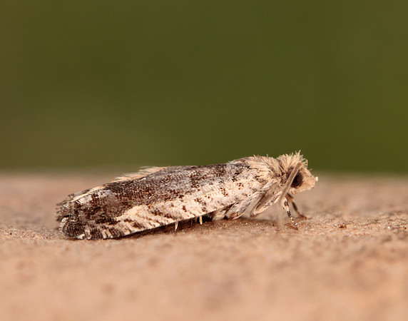 49.249 BF1134 Epinotia ramella