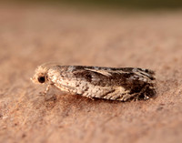 49.249 BF1134 Epinotia ramella