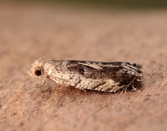 49.249 BF1134 Epinotia ramella