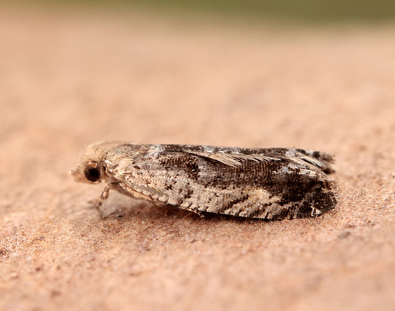 49.249 BF1134 Epinotia ramella