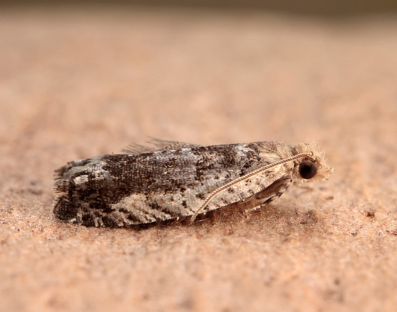 49.249 BF1134 Epinotia ramella
