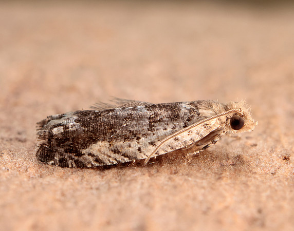 49.249 BF1134 Epinotia ramella