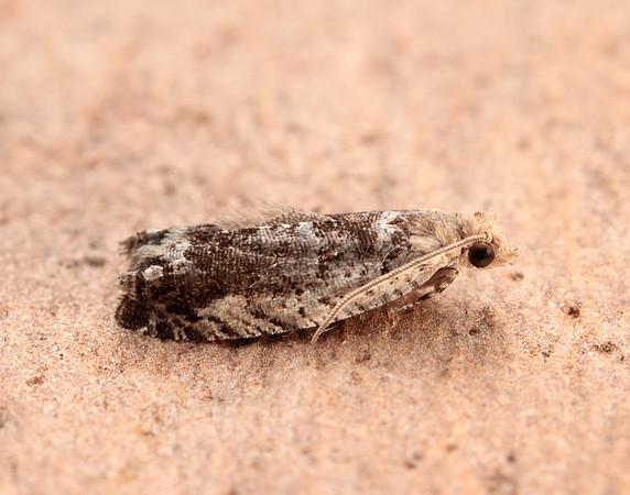 49.249 BF1134 Epinotia ramella