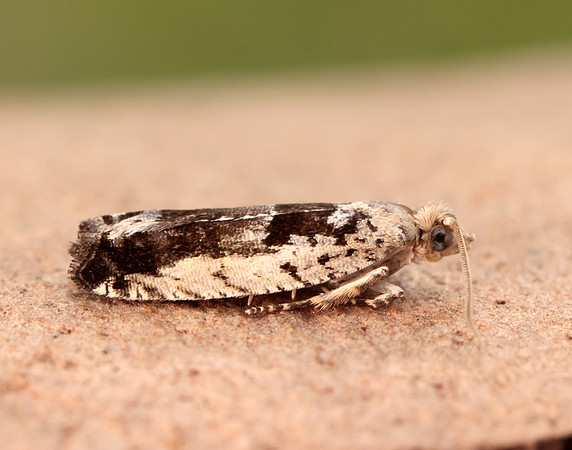 49.249 BF1134 Epinotia ramella