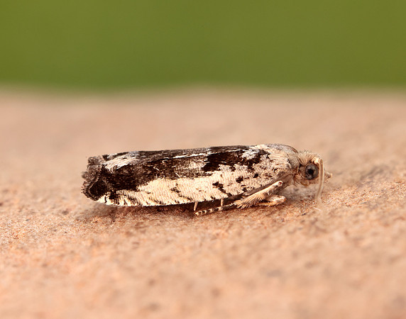 49.249 BF1134 Epinotia ramella