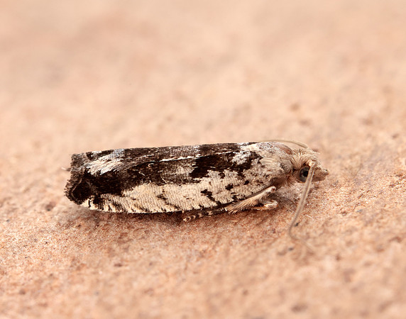 49.249 BF1134 Epinotia ramella