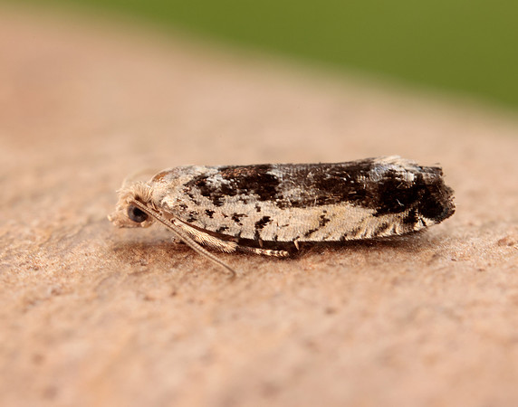 49.249 BF1134 Epinotia ramella