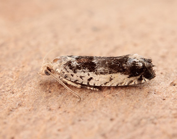 49.249 BF1134 Epinotia ramella