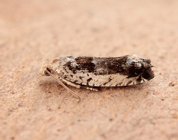 49.249 BF1134 Epinotia ramella