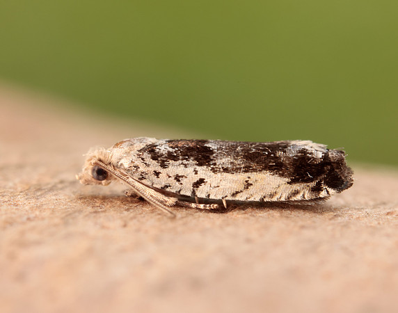 49.249 BF1134 Epinotia ramella