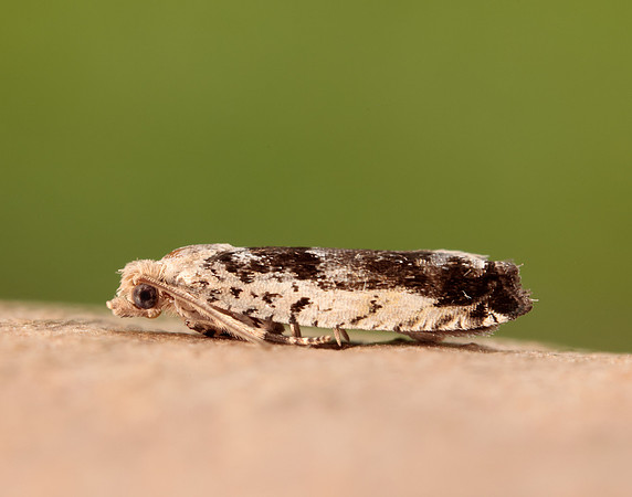 49.249 BF1134 Epinotia ramella
