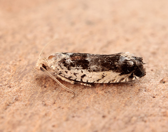 49.249 BF1134 Epinotia ramella