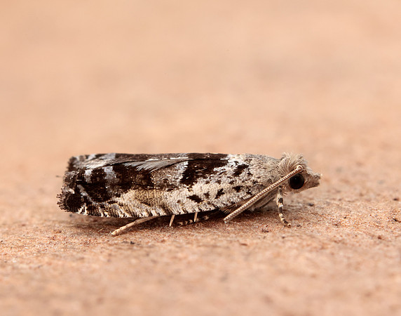 49.249 BF1134 Epinotia ramella