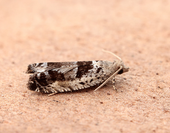 49.249 BF1134 Epinotia ramella