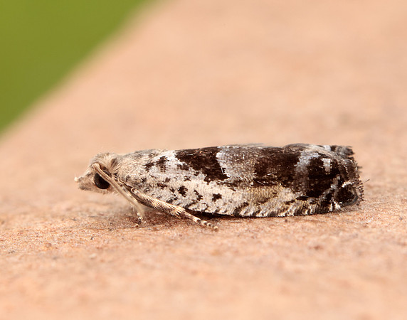 49.249 BF1134 Epinotia ramella