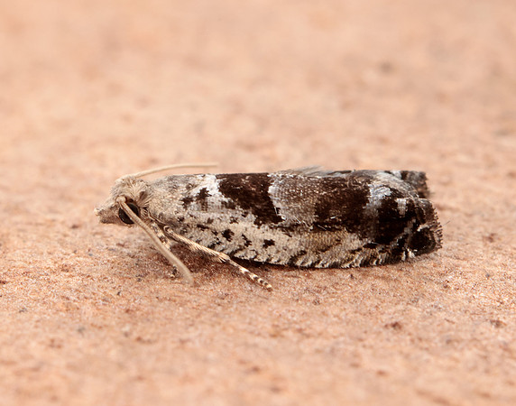 49.249 BF1134 Epinotia ramella