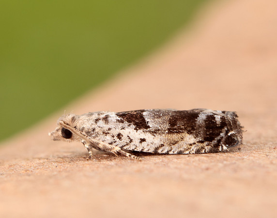 49.249 BF1134 Epinotia ramella