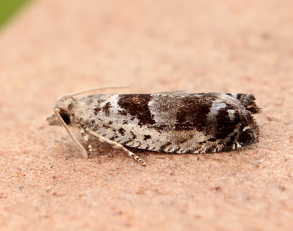 49.249 BF1134 Epinotia ramella