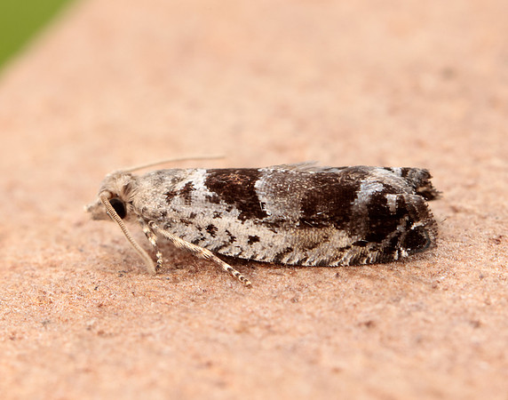 49.249 BF1134 Epinotia ramella